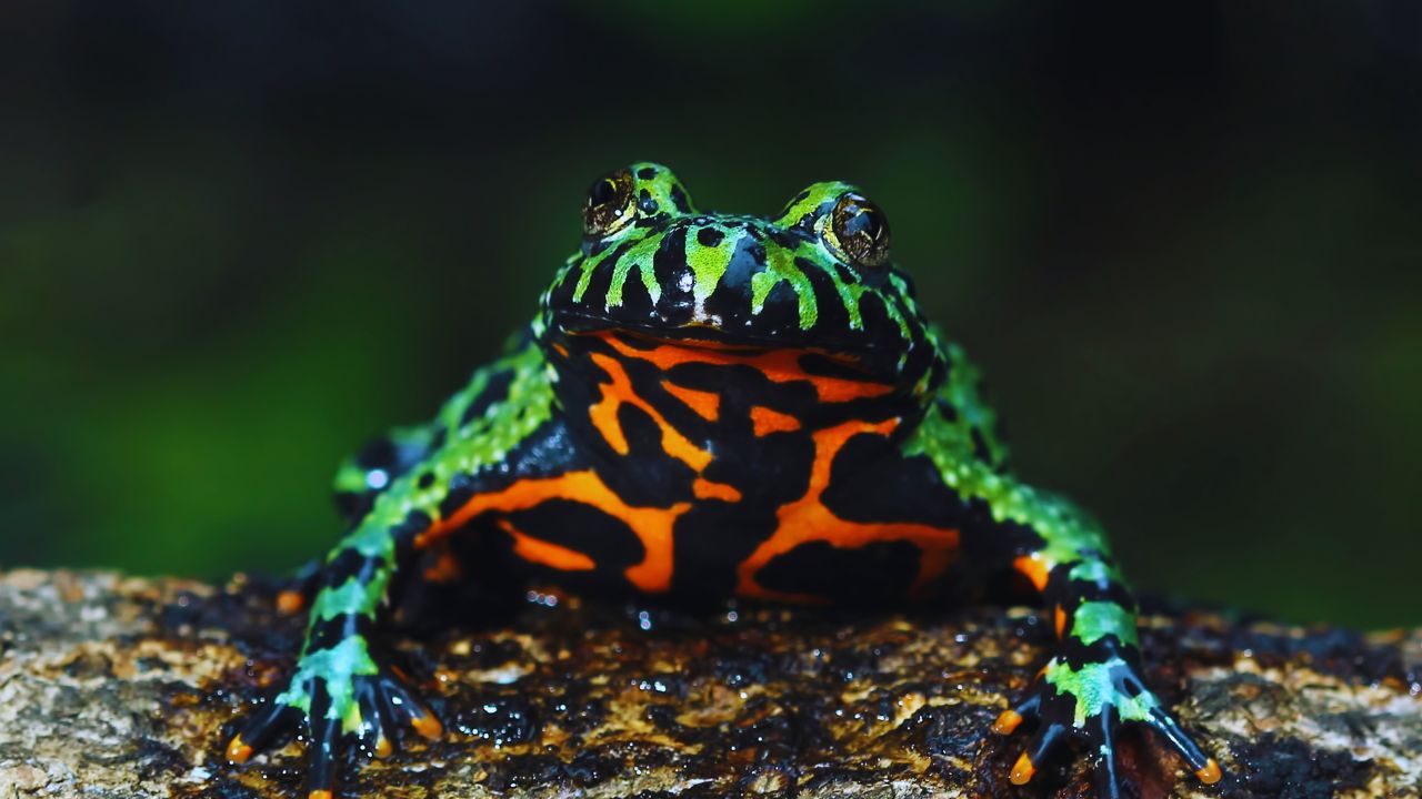 Shocking Secrets of the Fire Belly Toad You Didn't Know