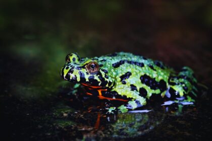 Can Fire-Bellied Toads Really Thrive Alone?