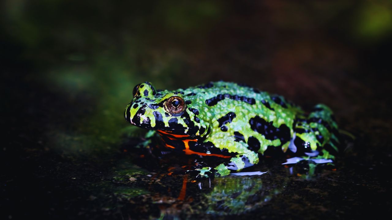 Can Fire-Bellied Toads Really Thrive Alone?