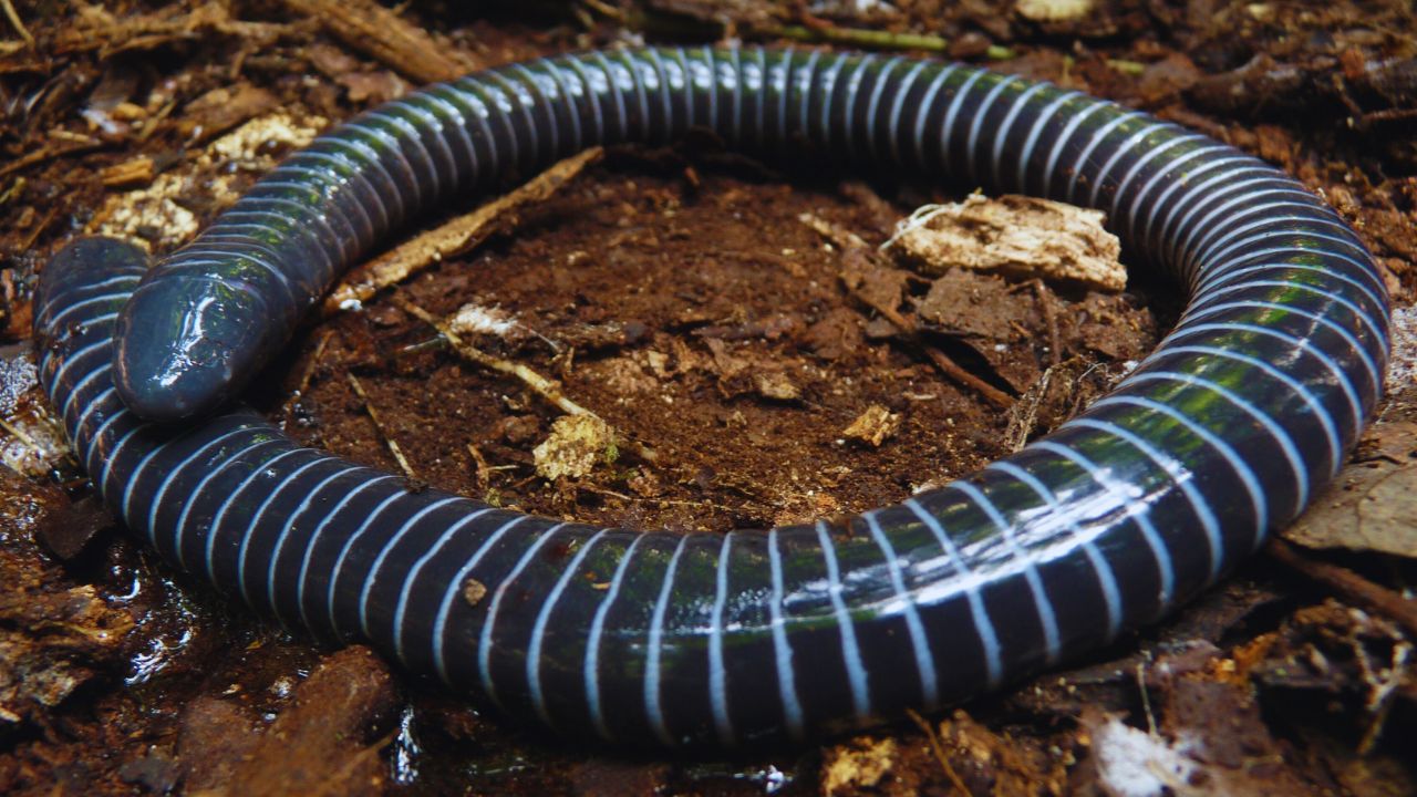 Caecilians: The Hidden World of Worm-Like Amphibians