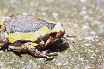 Are African Bullfrogs Secretly Toxic?