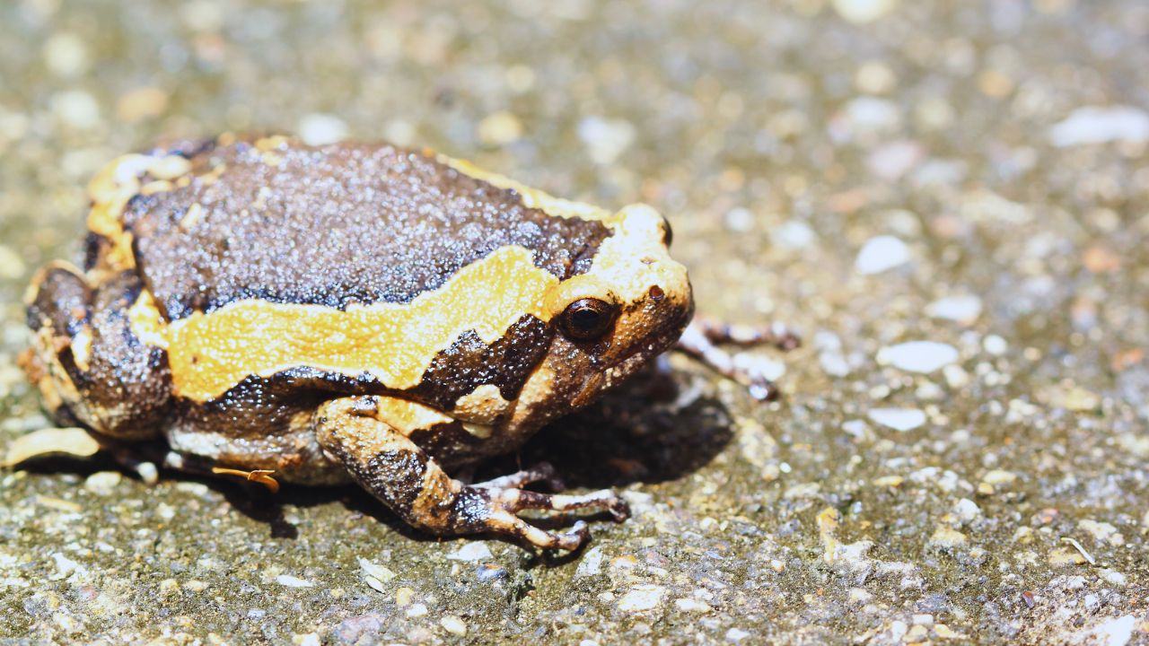 Are African Bullfrogs Secretly Toxic?