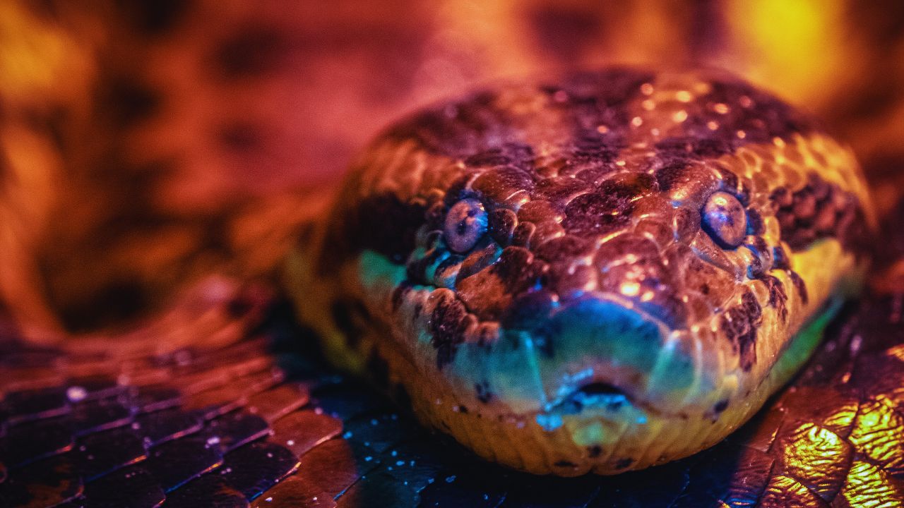 Unveiling the Anaconda: The World's Heaviest Snake and Its Hidden Secrets