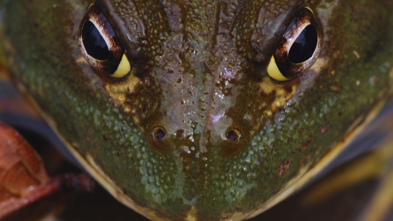 Unveiling the African Bullfrog: Nature's Unexpected Giant