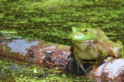 African Bullfrogs: The Surprising Truth About Their Lifespan