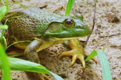 Surprising Habitats: Where African Bullfrogs Secretly Thrive