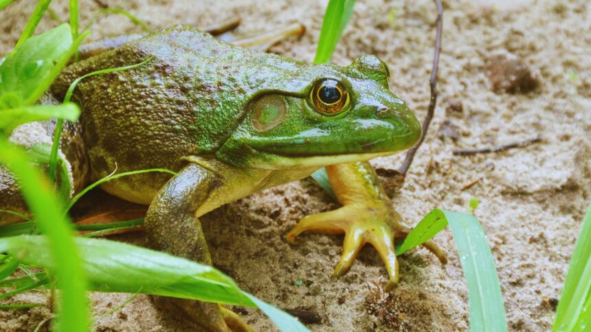 Surprising Habitats: Where African Bullfrogs Secretly Thrive