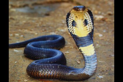 Cobras: Deadly Beauty or Misunderstood Threat?