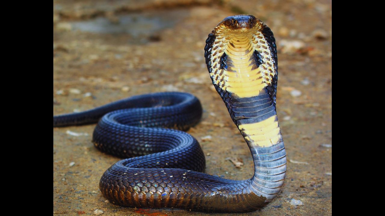 Cobras: Deadly Beauty or Misunderstood Threat?