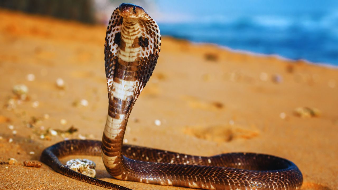 Philippines’ Deadliest Secret: The Venomous Cobra You Won’t Believe Exists