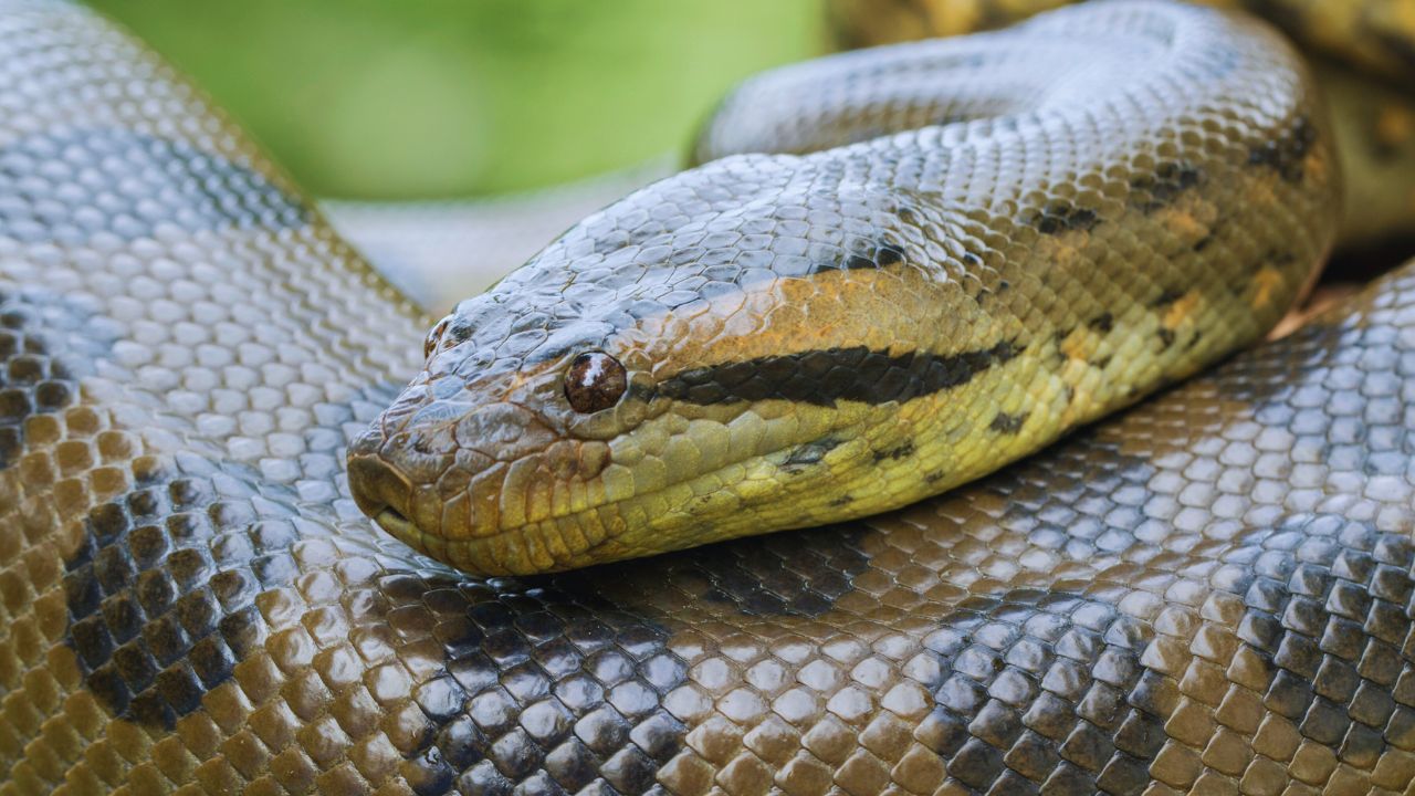 Bolivian Anaconda: The Silent Predator That’s Disappearing Before Our Eyes