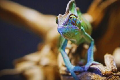 Chameleon Poop: The Hidden Dangers You Never Knew