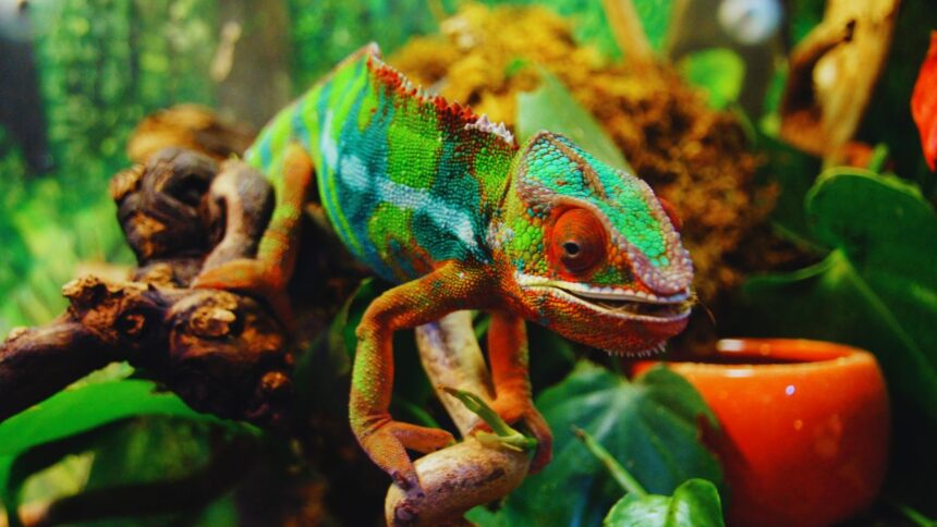 Meet the Nano-Chameleon: The World's Most Astonishing Reptile Discovery