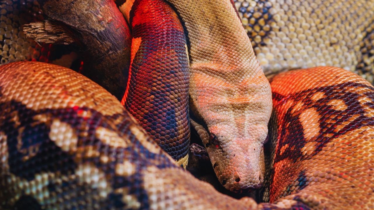 Why Dumeril’s Boa is Madagascar’s Most Overlooked Predator