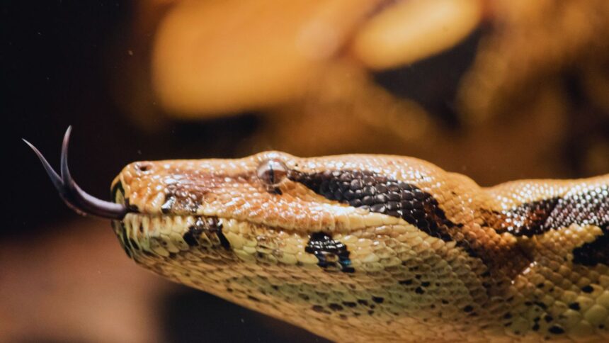 Rainbow Boa: The Beautiful Predator Hiding a Dark Secret