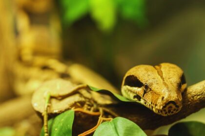 The Genetic Secrets Behind the Stunning Moonglow Boa