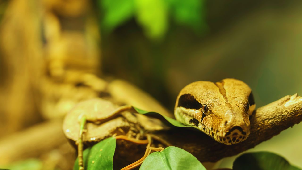 The Genetic Secrets Behind the Stunning Moonglow Boa