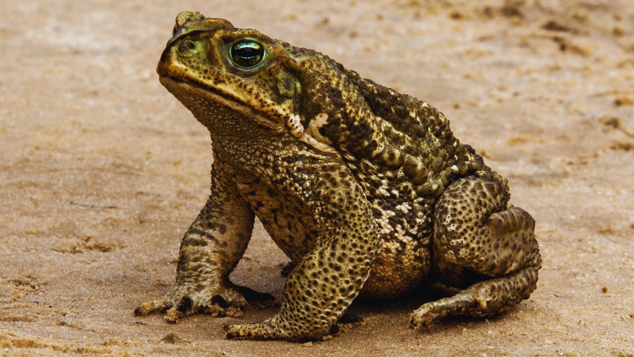 Meet the World's Biggest American Toad: A Record-Breaking Amphibian Surprise