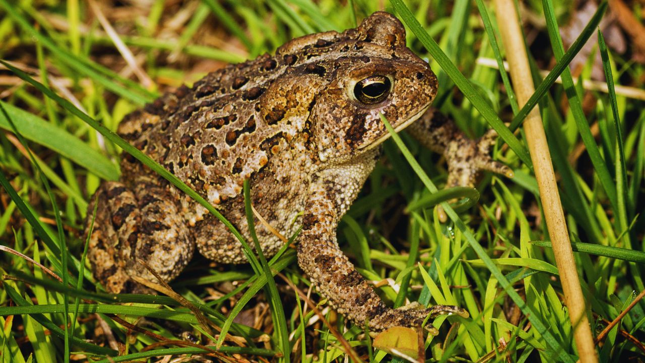 Where Is the American Toad Really Found? The Unexpected Truth Behind Its Range