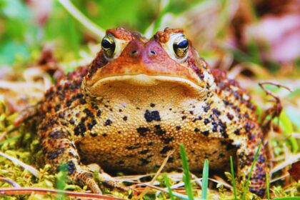 What are some cool facts about American toads?