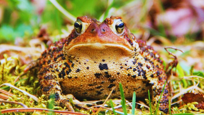 What are some cool facts about American toads?