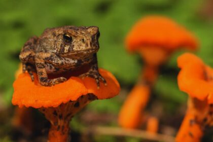 Is the American Toad Secretly Toxic?