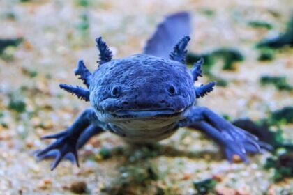 Axolotl: The Endangered 'Water Monster' That Defies Evolution