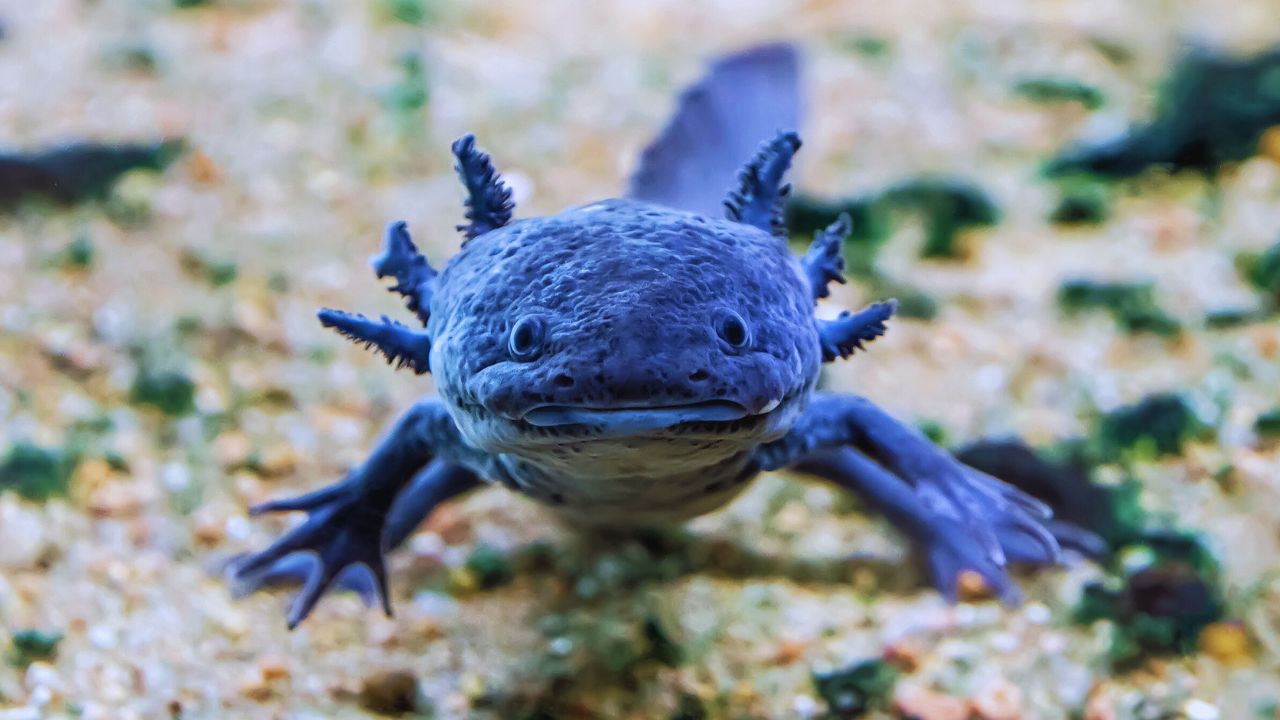 Axolotl: The Endangered 'Water Monster' That Defies Evolution