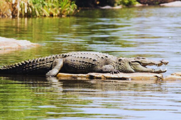 Swimming in Texas: Are Alligator Attacks Just a Matter of Time?