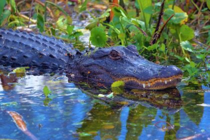 Ouachita River: Louisiana's Surprising Alligator Capital