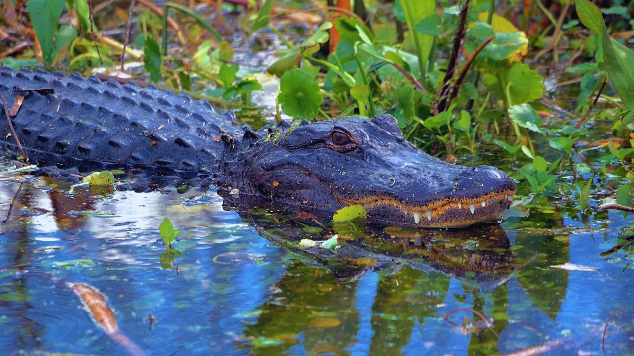 Ouachita River: Louisiana's Surprising Alligator Capital