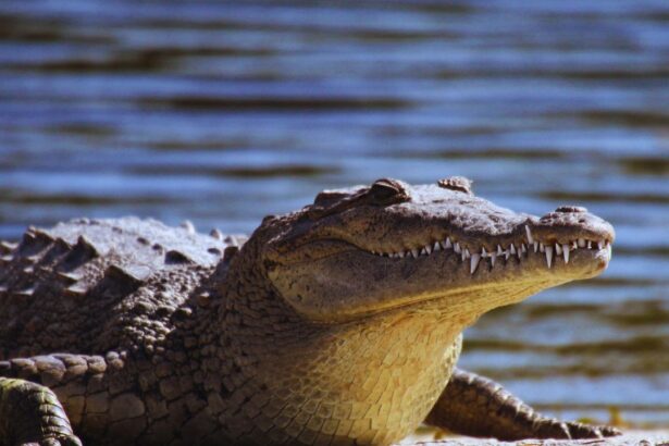 Georgia’s Hidden Danger: Alligator-Infested Lakes You Didn’t Know About