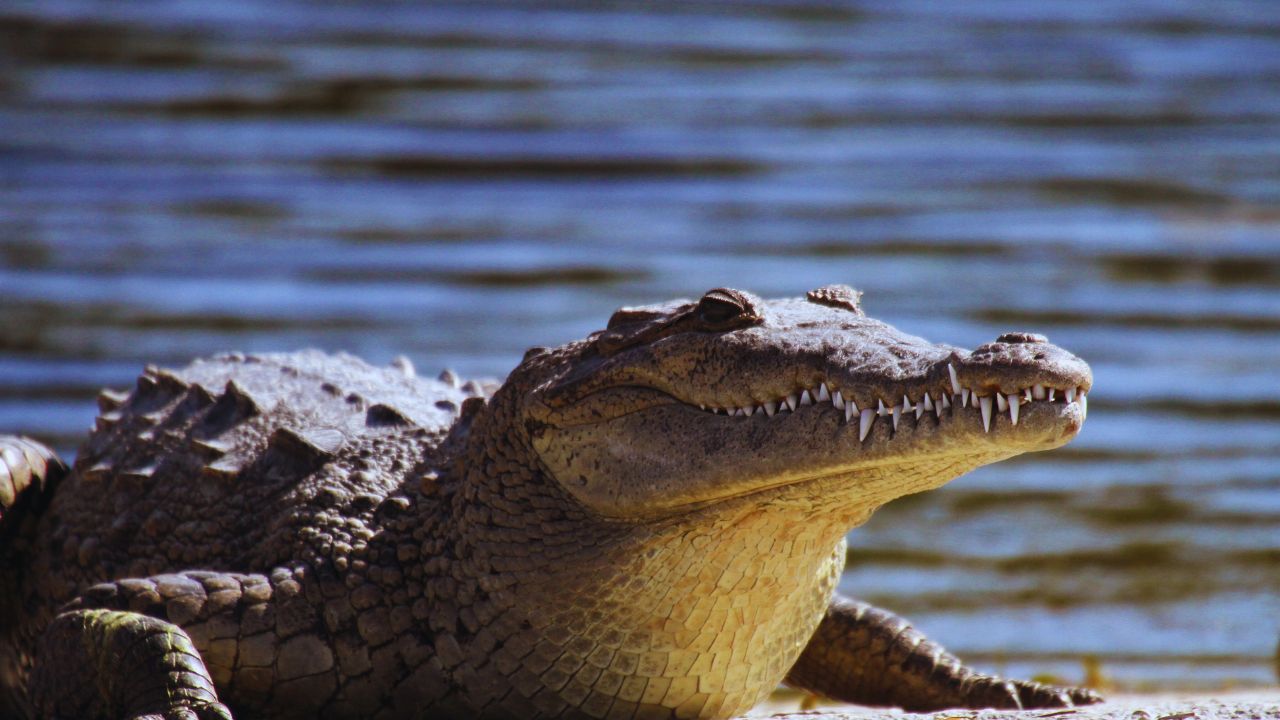 The Ageless Mystery: Do Crocodiles Really Live Forever?