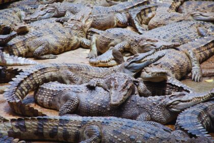 Jamaica's Unexpected Predator: Crocodiles, Not Alligators!