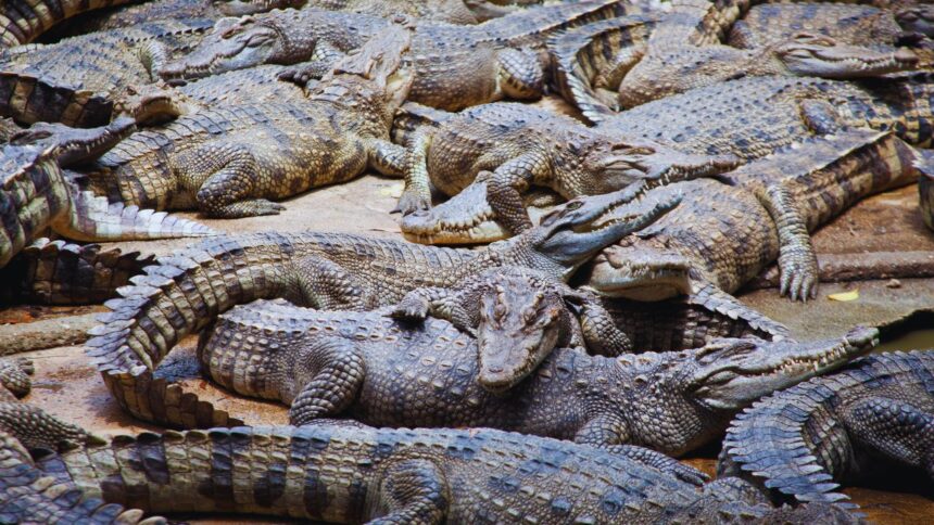 Jamaica's Unexpected Predator: Crocodiles, Not Alligators!