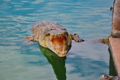 Florida's Hidden Danger: Are Crocodiles Lurking in Your Backyard?