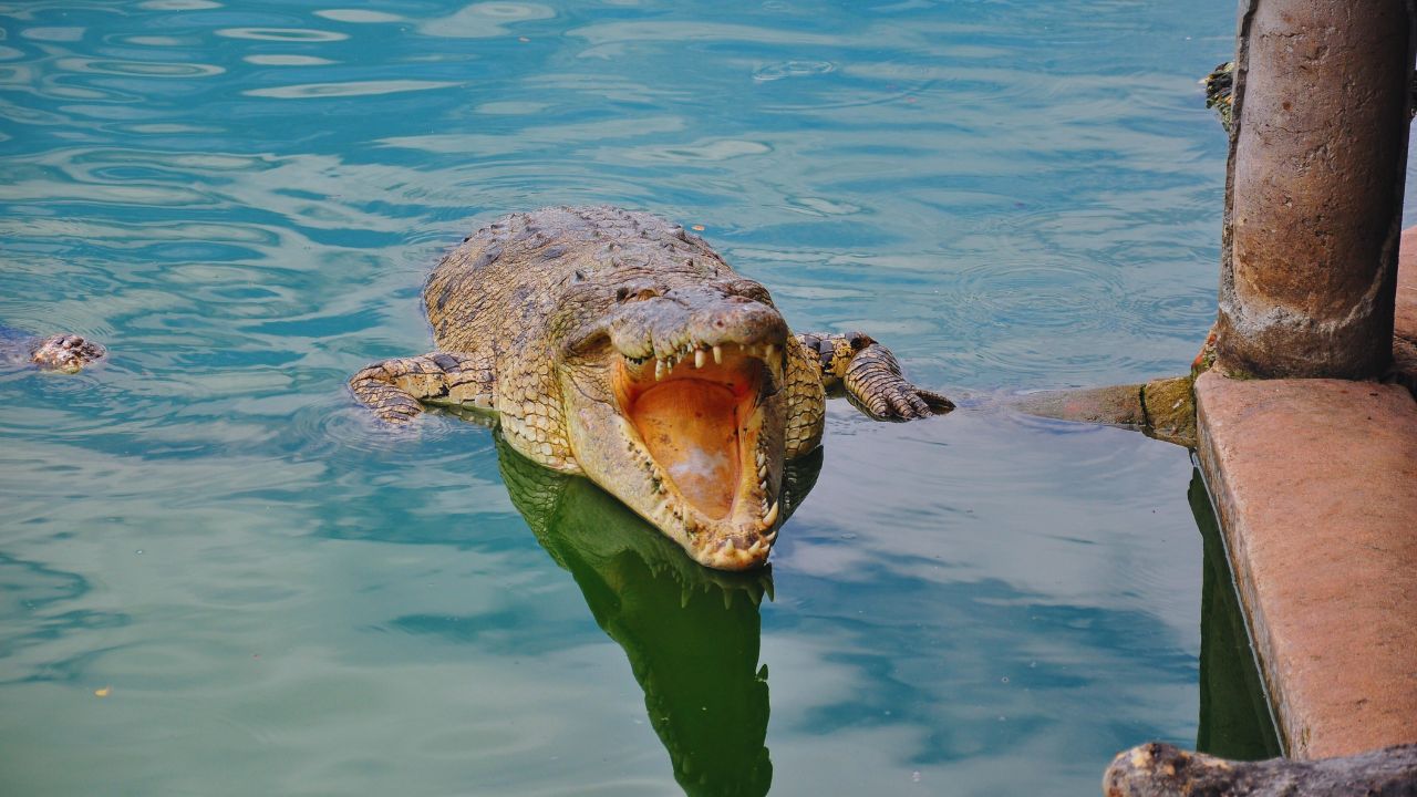 Florida's Hidden Danger: Are Crocodiles Lurking in Your Backyard?