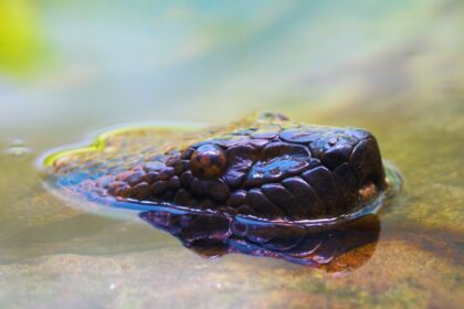 Unmasking Anacondas: The Four Giants That Terrorize the Amazon