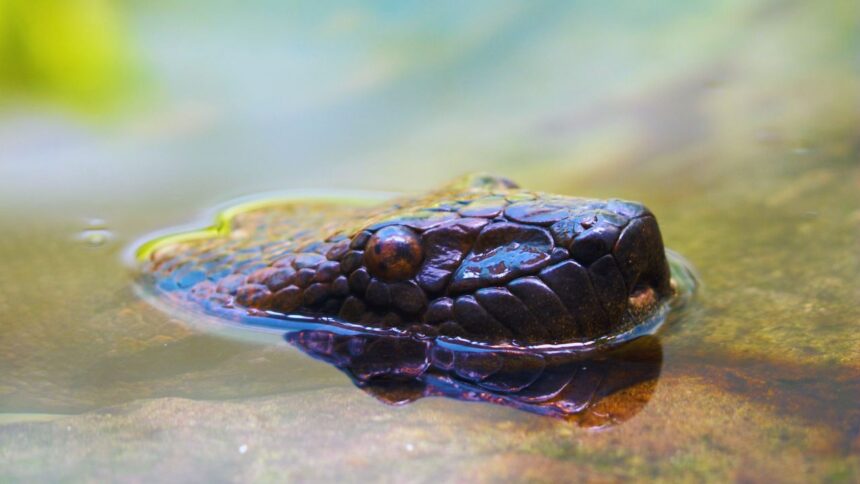 Unmasking Anacondas: The Four Giants That Terrorize the Amazon