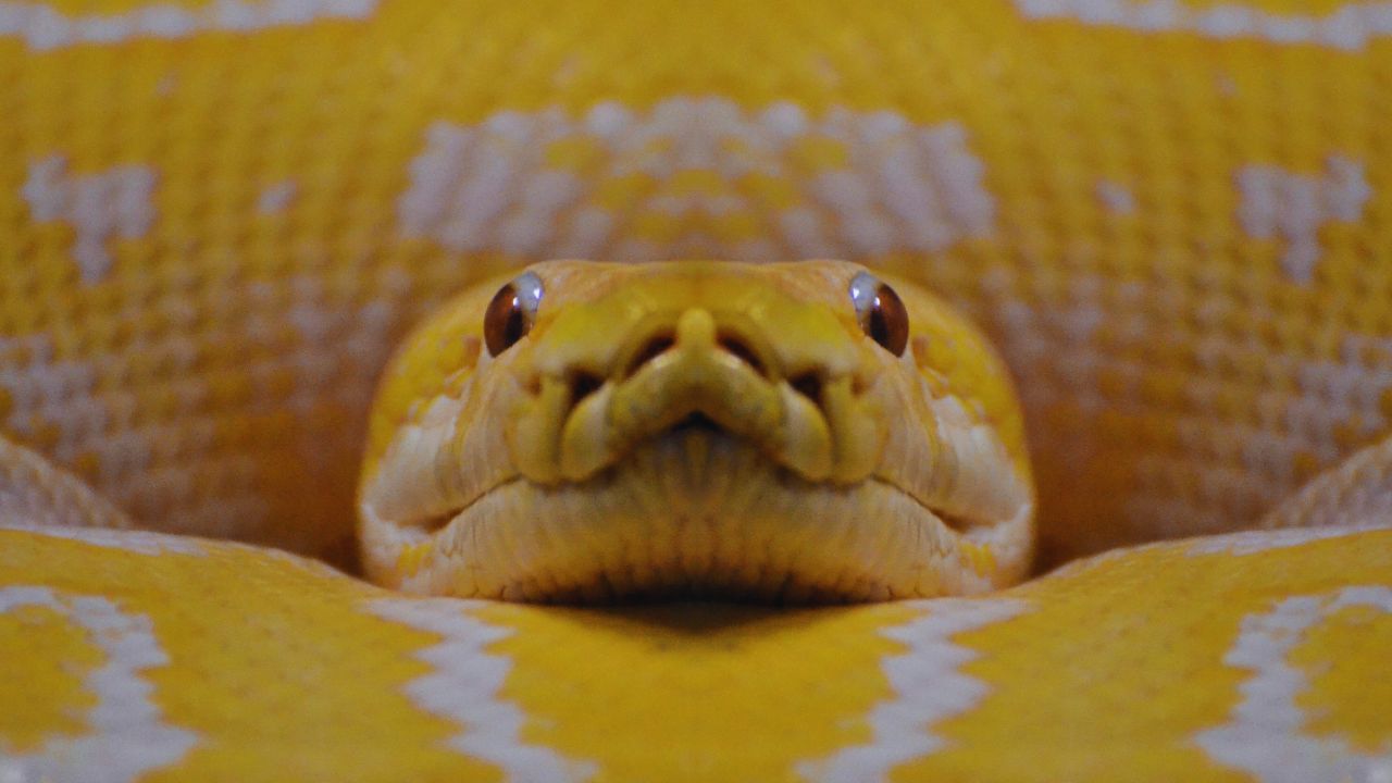 The Yellow Anaconda: Nature’s Hidden Giant You Never Knew About