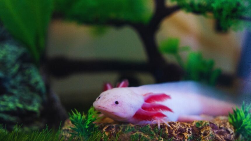 The Astonishing Size Range of Axolotls: What You Didn’t Know!