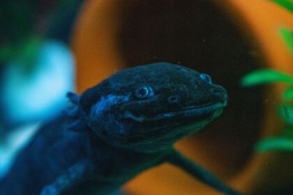 Axolotls: The Shocking Truth About Their Cannibalistic Diet