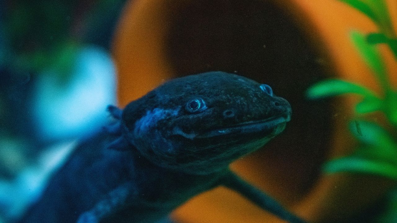 Axolotls: The Shocking Truth About Their Cannibalistic Diet