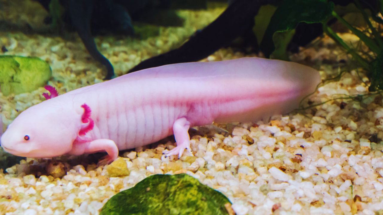 The Shocking Truth About Axolotl Lifespans: How Long Do They Really Live?