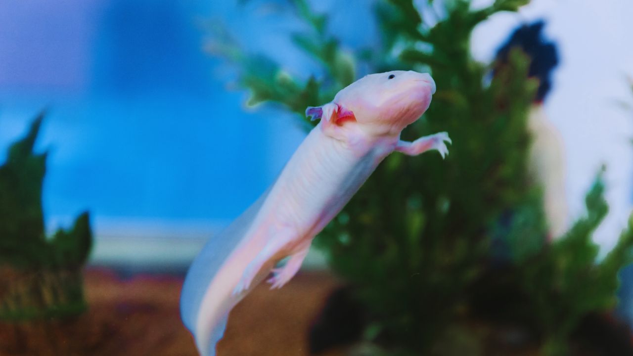 Axolotls: Heart-Regrowing Marvels or Mythical Immortals?