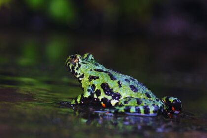 Fire-Bellied Toads: The Dangerous Pet You Didn't Expect