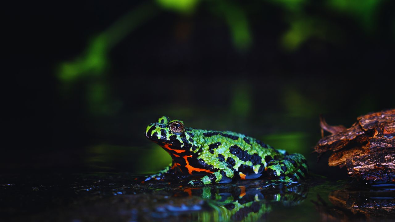 5 Surprisingly Affordable Frogs You Can Easily Keep as Pets