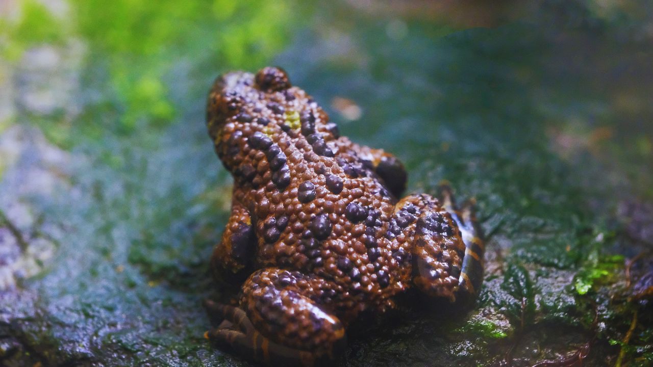 Frogs Live Longer Than You Think: The Surprising Truth About Their Lifespan