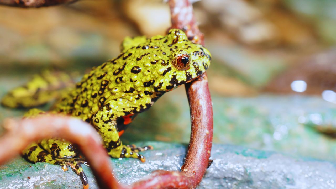 Surprising Frog Predators: Who's Really Eating Frogs?