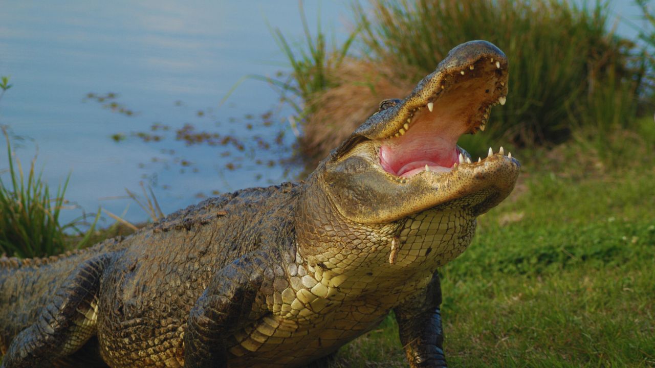 Unexpected Alligator Sightings in Virginia: What’s Really Going On?